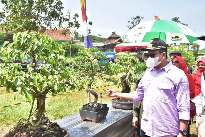 Bonsai di Sumedang