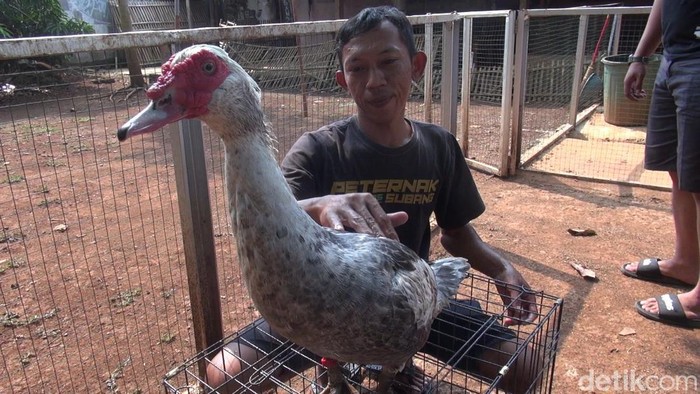 Budi daya hewan entok hias di Desa Kaliangsana, Kecamatan Kalijati, Kabupaten Subang.