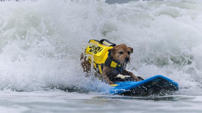 Charlie competes at the World Dog Surfing Championships in Pacifica, California, U.S., August 6, 2022. REUTERS/Carlos Barria