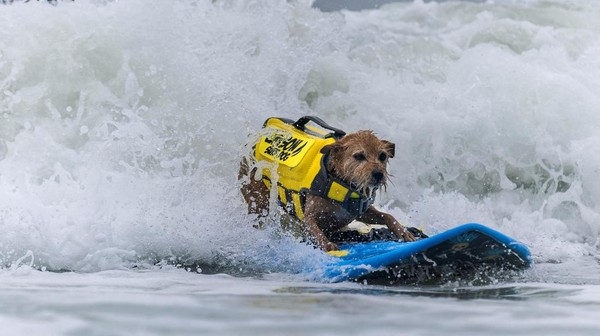 Seekor anjing bernama Carson dengan rompi berwarna kuning ikut berkompetisi di Kejuaraan Selancar Anjing Dunia di Pacifica, California, AS, Sabtu (6/8/2022). Terlihat Carson berhasil melewati ombak dengan menggunakan papan selancar berwarna biru.
