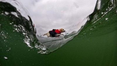 Aksi Seru Anjing-anjing yang Jago Surfing, Kamu Pasti Kalah