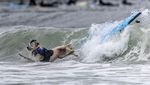 Aksi Seru Anjing-anjing yang Jago Surfing, Kamu Pasti Kalah