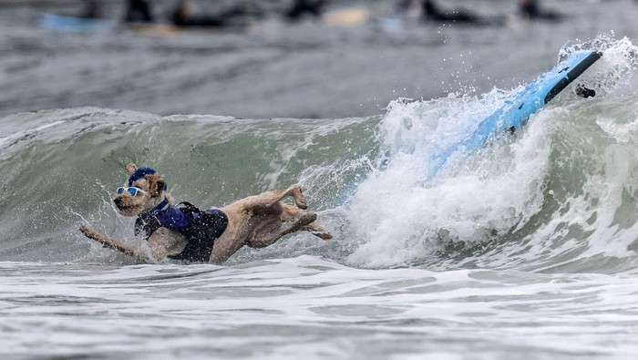 CALIFORNIA-SURFING/DOGS Charlie competes at the World Dog Surfing Championships in Pacifica, California, U.S., August 6, 2022. REUTERS/Carlos Barria