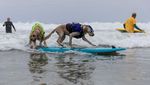 Aksi Seru Anjing-anjing yang Jago Surfing, Kamu Pasti Kalah