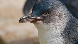 Inilah Gordon, Penguin Kecil Tertua yang Keturunannya Tersebar di Australia