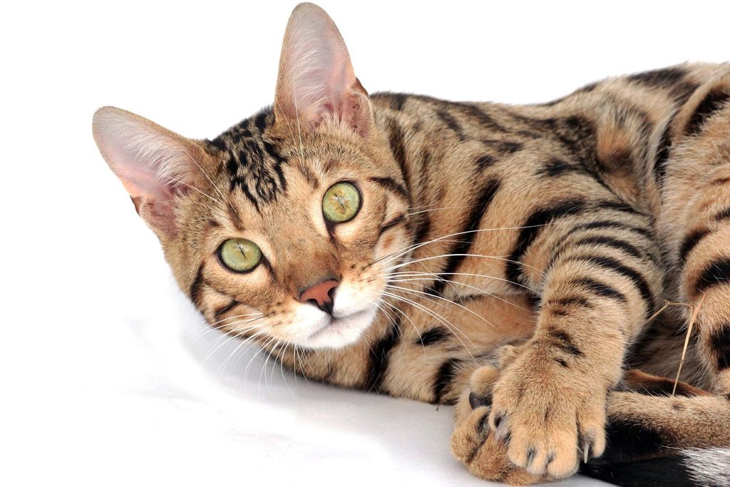 Kucing Bengal (Image by Irina from Pixabay)