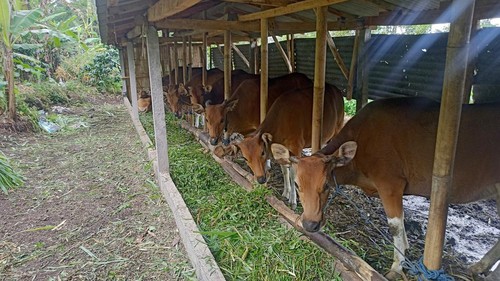Salah satu sapi milik peternak di Karangasem yang ada di kandang