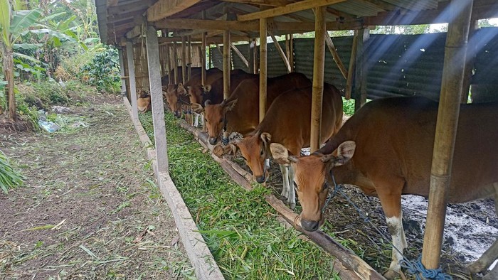 Salah satu sapi milik peternak di Karangasem yang ada di kandang