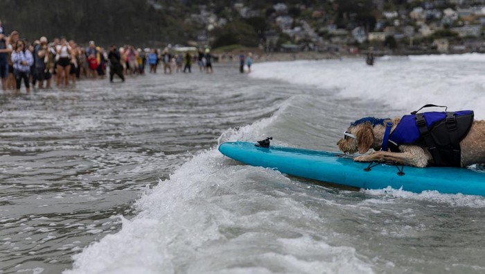 Potret Anjing-anjing Peselancar di Kejuaraan Dunia Rosie competes at the World Dog Surfing Championships in Pacifica, California, U.S., August 6, 2022. REUTERS/Carlos Barria TPX IMAGES OF THE DAY