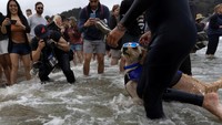 Seekor anjing bernama Derby menjadi pusat perhatian saat beraksi di Kejuaraan Dunia Selancar Anjing.