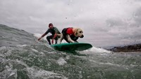 Kejuaraan Dunia Selancar Anjing yang digelar di pantai Pascifica, California, AS, diikuti oleh puluhan anjing berbagai jenis.