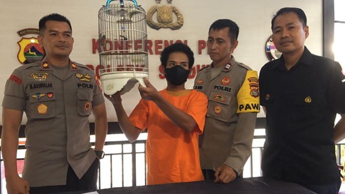Pelaku pencurian burung kecial terekam kamera CCTV ditangkap di Mapolsek Sandubaya Mataram, Selasa (9/8/2022).