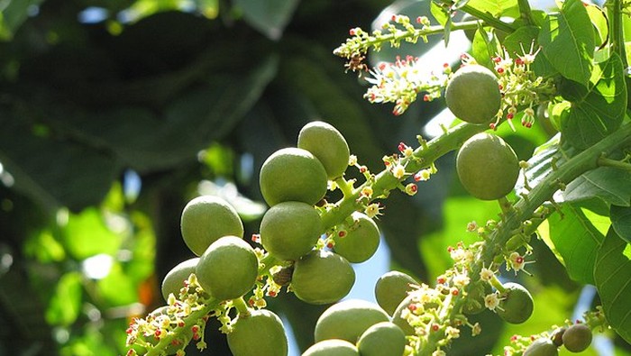 Ilustrasi buah matoa.