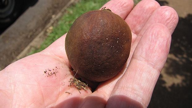 Ilustrasi buah matoa.
