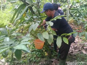 Mengenal Kopi Gunung Wilis Madiun yang Tengah Dilirik Investor