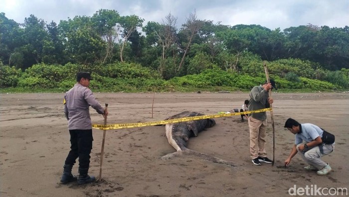 Pemasangan garis polisi di bangkai hiu paus di Banyuwangi