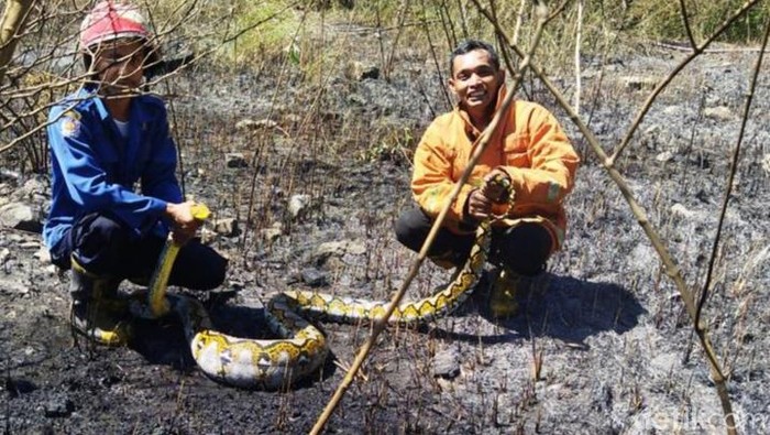 Petugas memgamankan ular piton sepanjang 3,5 Meter