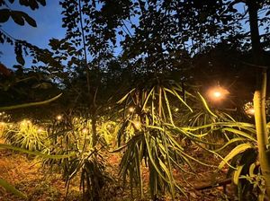 Terang Bohlam dari PLN Dongkrak Penghasilan Petani Buah Naga di Sinjai
