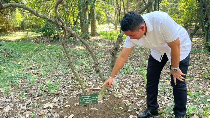 Polisi Cek Info Tersangka Dapat Biji Kokain di Kebun Raya Bogor, Ini Hasilnya