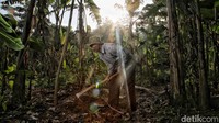 Warga beraktivitas di kebunnya. Perekonomian desa ini bersandar pada sektor pertanian.