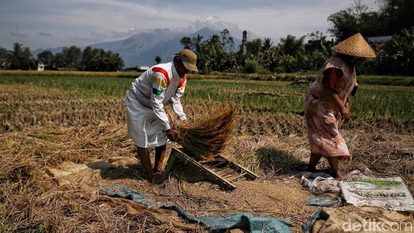 Tampak warga Desa Mekarwangi, Cibalong, memanen padi dengan alat tradisional.