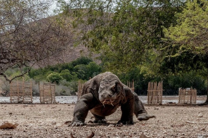 Pulau Komodo