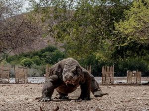 Polemik Kenaikan Harga Tiket Pulau Komodo, ASITA: Tarif Enggak Masuk Akal!
