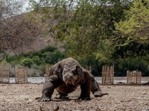 Maju Mundur Tiket Mahal, Flobamor Bantah Monopoli Wisata Pulau Komodo