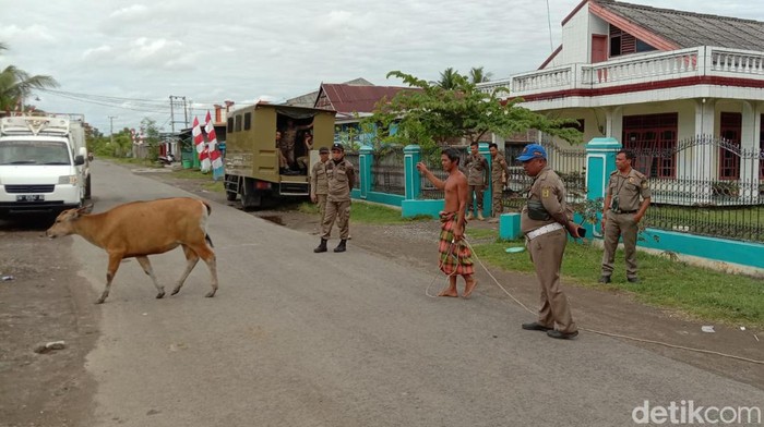 Sapi berkeliaran di jalanan Sinjai, Sulsel. (Agung/detikcom)