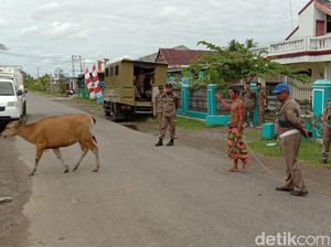 Sapi-Kambing Berkeliaran di Jalanan Sinjai, Satpol PP akan Denda Pemilik