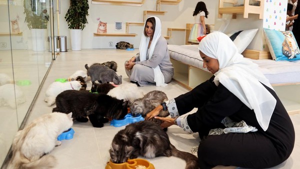 Lounge Petoya di Riyadh menawarkan pelanggan ruang untuk menitipkan kucing mereka selama beberapa jam atau bahkan beberapa hari, sambil memantau aktivitas mereka melalui aplikasi gratis.