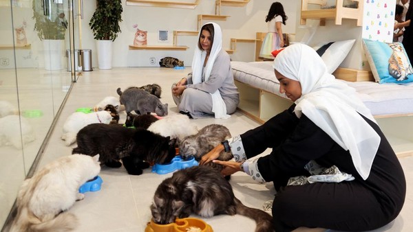 Lounge Petoya di Riyadh menawarkan pelanggan ruang untuk menitipkan kucing mereka selama beberapa jam atau bahkan beberapa hari, sambil memantau aktivitas mereka melalui aplikasi gratis. Lounge Petoya di Riyadh menawarkan pelanggan ruang untuk menitipkan kucing mereka selama beberapa jam atau bahkan beberapa hari, sambil memantau aktivitas mereka melalui aplikasi gratis.