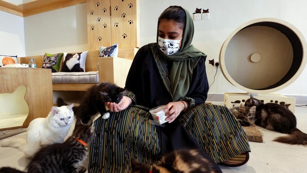 Seorang karyawan di Petoya Spa & Lounge memberi makan kucing di tempat yang menyediakan lingkungan santai untuk kucing dan merupakan hotel untuk kucing saat pemiliknya bepergian.