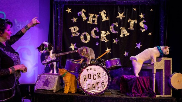 Pendiri The Amazing Acro-Cats, Samantha Martin mengarahkan anggota band The Rock Cats setelah pertunjukan. Salah satu yang mereka latih pada kucing-kucing ini adalah bagaimana mereka bisa memainkan atau memeragakan seolah-olah bisa bermain musik.