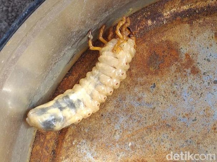 Hama uret yang menyerang petani palawija di Klaten.