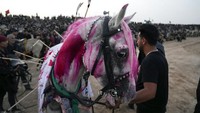 Seekor kuda yang disiapkan untuk Tazieh ini mewakili kuda milik Imam Hussein. Warna merah tersebut dilambangkan sebagai darah.