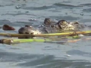 Bocah 11 Tahun di Jambi Tewas Diterkam Buaya Saat Mandi di Sungai