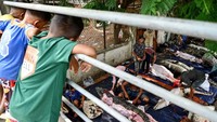 Tiga orang anak melihat pemotongan buaya di sebuah peternakan di pinggiran Phnom Penh.