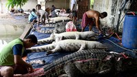 Sebuah peternakan buaya di Kamboja memperlihatkan aktivitas pemotongan daging predator buas tersebut untuk dijual. Sayang, tidak disebutkan penjualan kulit buaya yang tidak murah tersebut.