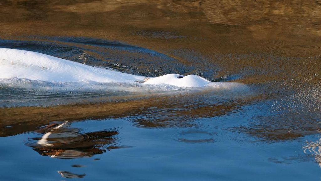 Paus Beluga yang Nyasar di Sungai Seine Itu Akhirnya Disuntik Mati