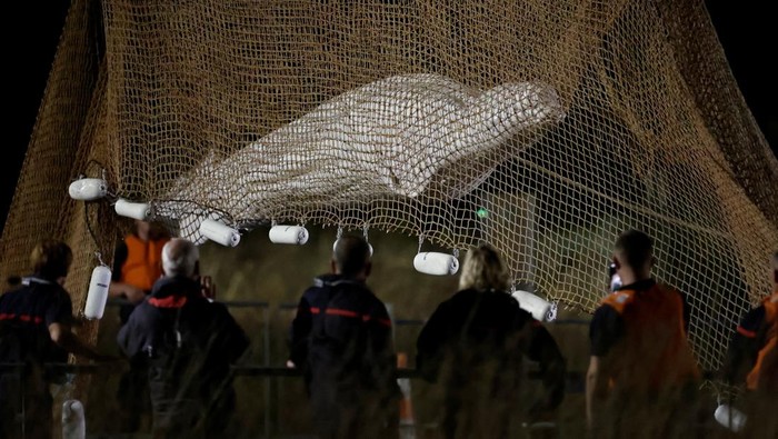 Firefighters and members of a search and rescue team pull up a net as they rescue a Beluga whale which strayed into the France's Seine river, near the Notre-Dame-de-la-Garenne lock in Saint-Pierre-la-Garenne, France, August 10, 2022. REUTERS/Benoit Tessier