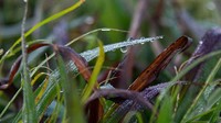 Tetesan embun di rumput pagi hari akan menjadi es jika suhu di bawah nol derajat Celcius. BMKG menyebut bahwa embun es terjadi akibat cuaca ekstrem karena suhu di bawah 0 derajat Celcius.