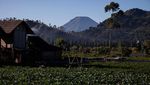 Pesona Magis Dataran Tinggi Dieng Saat Membeku