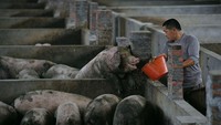Harga daging babi yang melonjak tinggi membuat inflasi China tak terkendali. Kalau di Indonesia mirip dengan melonjaknya harga cabai. Foto: VCG via Getty Images/VCG