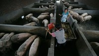 Peternak sedang memberi makan babi di peternakan daerah Chongqing, China. Foto: VCG via Getty Images/VCG