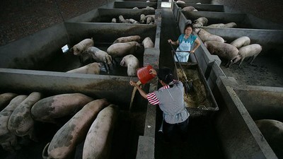 Mengintip Peternakan Babi yang Bikin Ekonomi China Goyang