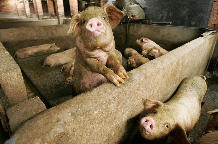 BIJIE, CHINA - MAY 12: Breeders feed piglets at a pig farm on May 12, 2020 in Bijie, Guizhou Province of China. (Photo by Deng Gang/VCG via Getty Images)
