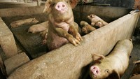 Naiknya harga babi ini disebabkan pasokan yang terbatas akibat adanya penyakit yang menyerang hewan babi ternak. Foto: VCG via Getty Images/VCG