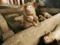 Daging Babi Tidak Dimakan Jutaan Orang di Dunia, Ini 4 Alasannya