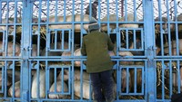 Pemerintah China berniat memberikan subsidi kepada para peternak babi supaya lonjakan harga bisa diredam. Foto: VCG via Getty Images/VCG